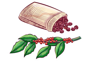 Coffee Beans In Bag And Branch With