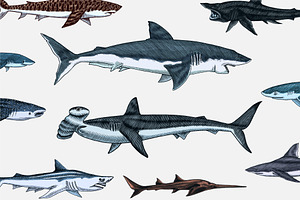 Sea Shark Set. Marine Fish.