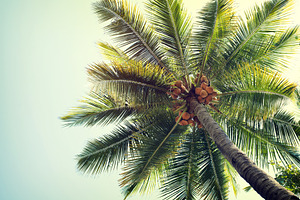 Coconut palm tree stock photo containing abstract and background