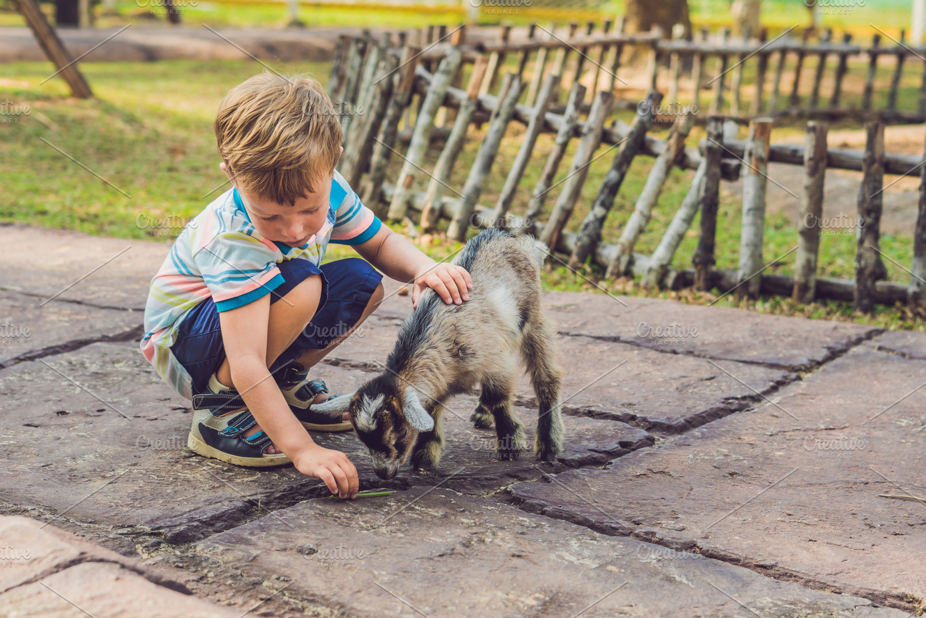 Small cute boy is feeding a small newborn goat featuring boy, farm, and goat, an Animal Photo by Elizaveta Galitskaya