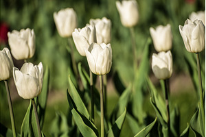 White tulip flowers, a Nature Photo by Nature and travel