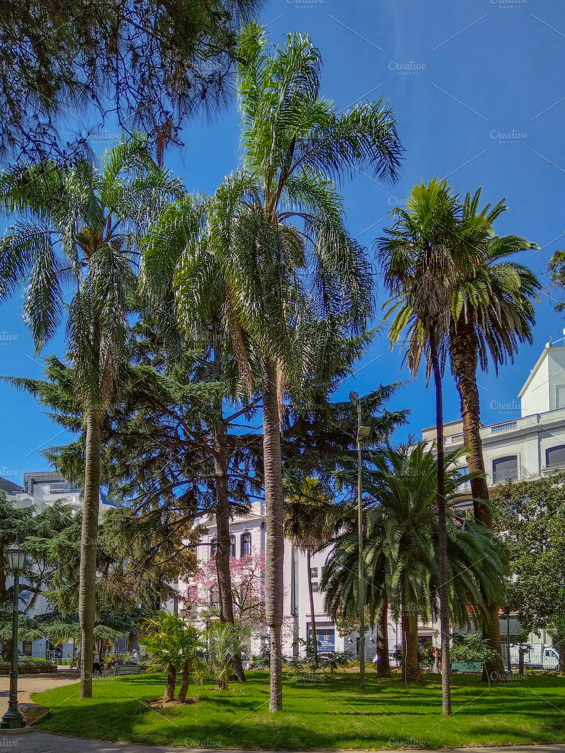 Palm trees and colonial architecture in montevideo zoo park, a Nature Photo by DanFLCreativo