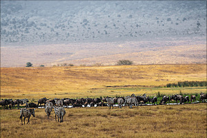 Ngorongoro national park stock photo containing ngotongoto and ngorongoro