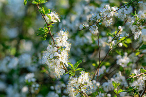 White cherry blossoms covering tree branches with new green leav, a Photo by Studio ANNA