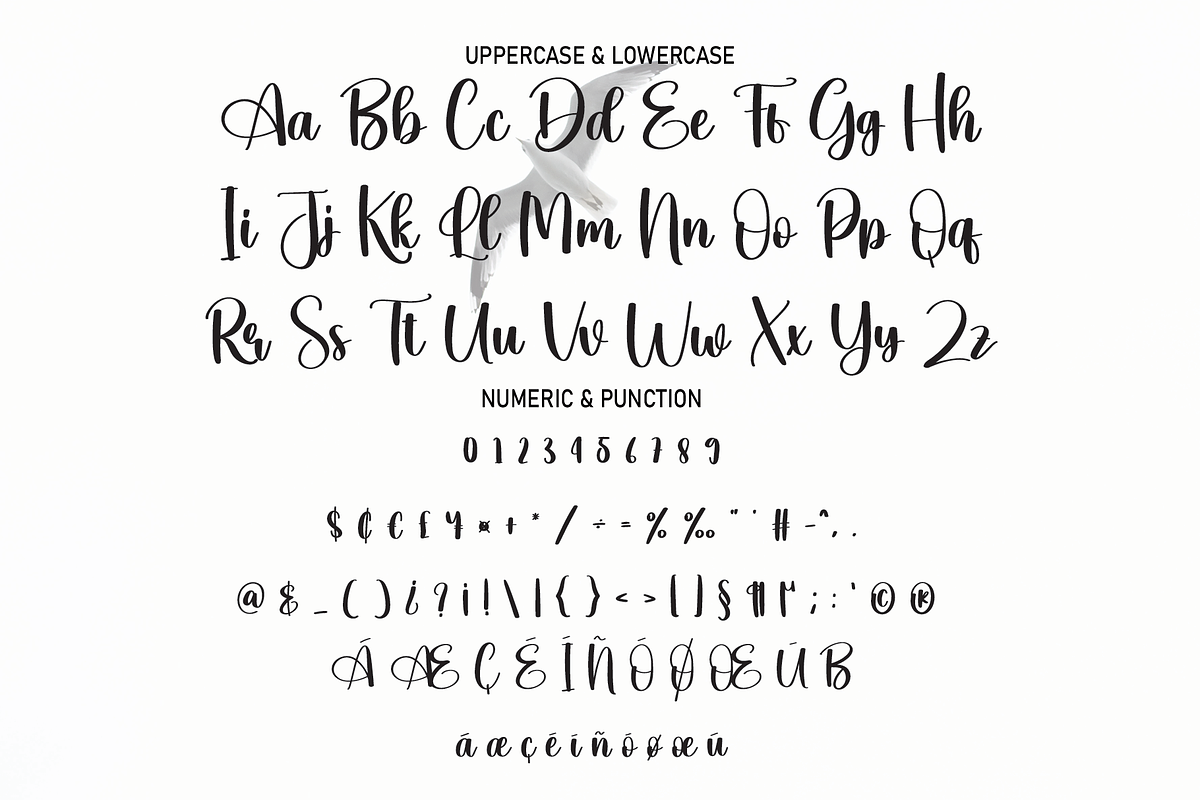 Seabird | Script Font, a Script Font by Scratchones (Photo 3 of 8)