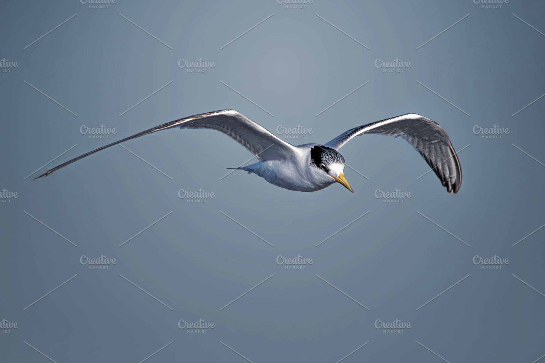Greater Crested Tern, an Animal Photo by Rob D Animal Photography
