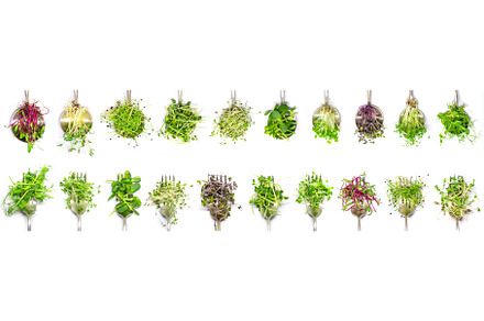 Collage of different microgreens on, a Food & Drink Photo by yanadjana