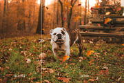 70 Natural Falling Leaf Overlays, a Layer Style Add-On by CityTurtles (Thumbnail 7 of 9)