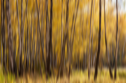 Autumn birch forest with sunshine., a Nature Photo by Eugene_Photo
