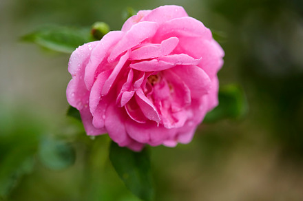Pink roses in the morning light, a Background Photo by 1981 Rustic studio kan
