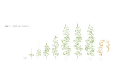 Hop Growth Stages from Seed to