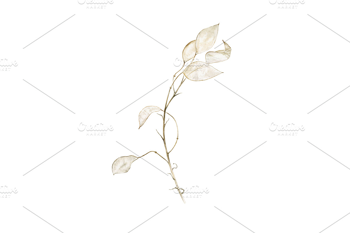 Lunaria branches, an Illustration by Watercolor life (Photo 6 of 7)