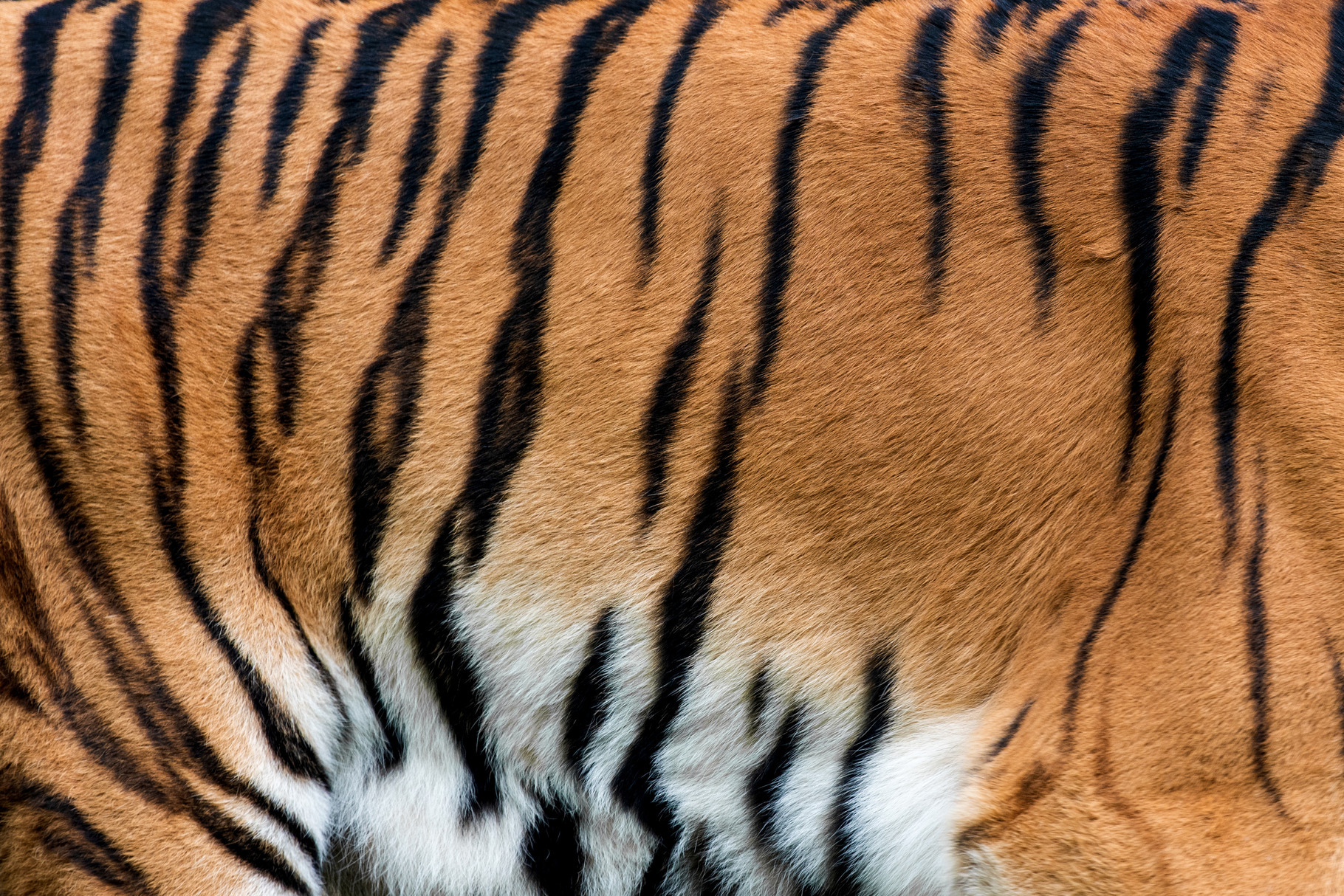 Tiger skin texture for background | Animal Stock Photos ~ Creative Market