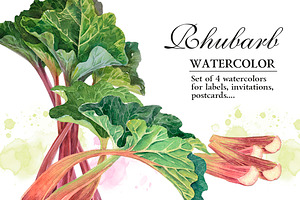 RHUBARB. Set Of 4 Watercolors.