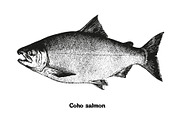 Fish collection, part 2, a Food Illustration by ZotovShop (Thumbnail 8 of 11)