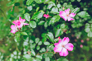 LIGHTROOM PRESETS - travel lifestyle, an Action Add-On by Graphics, Presets, Photos (Thumbnail 37 of 67)