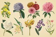 Vintage Illustrations of Flowers, an Illustration by Graphic Goods (Thumbnail 5 of 9)