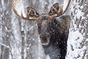 Bull Moose Peeking from a Tree, an Animal Photo by Virgo Studio