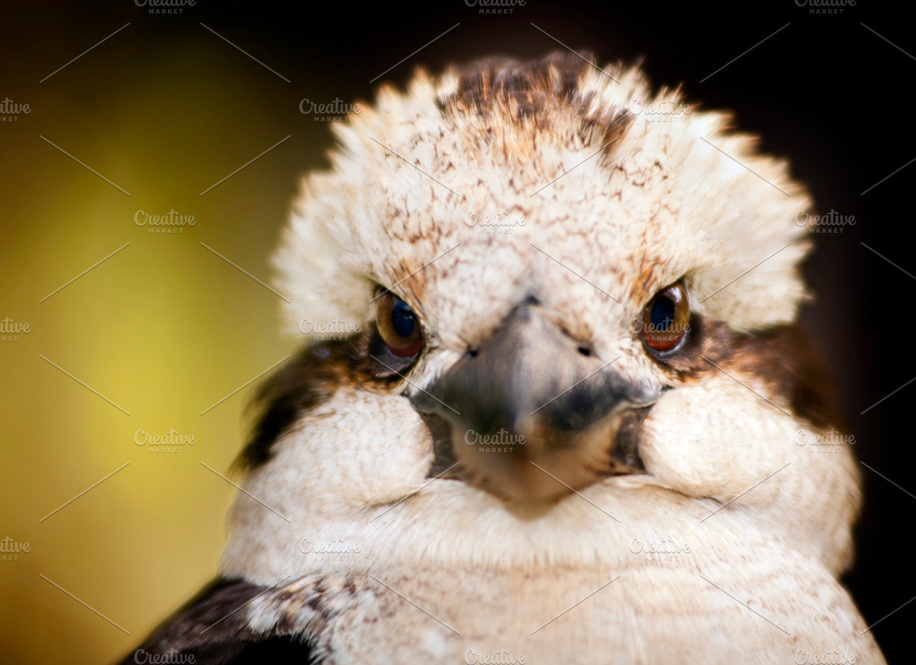 Kookaburra Close Up, an Animal Photo by THP Creative