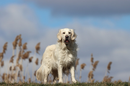 Golden retriever