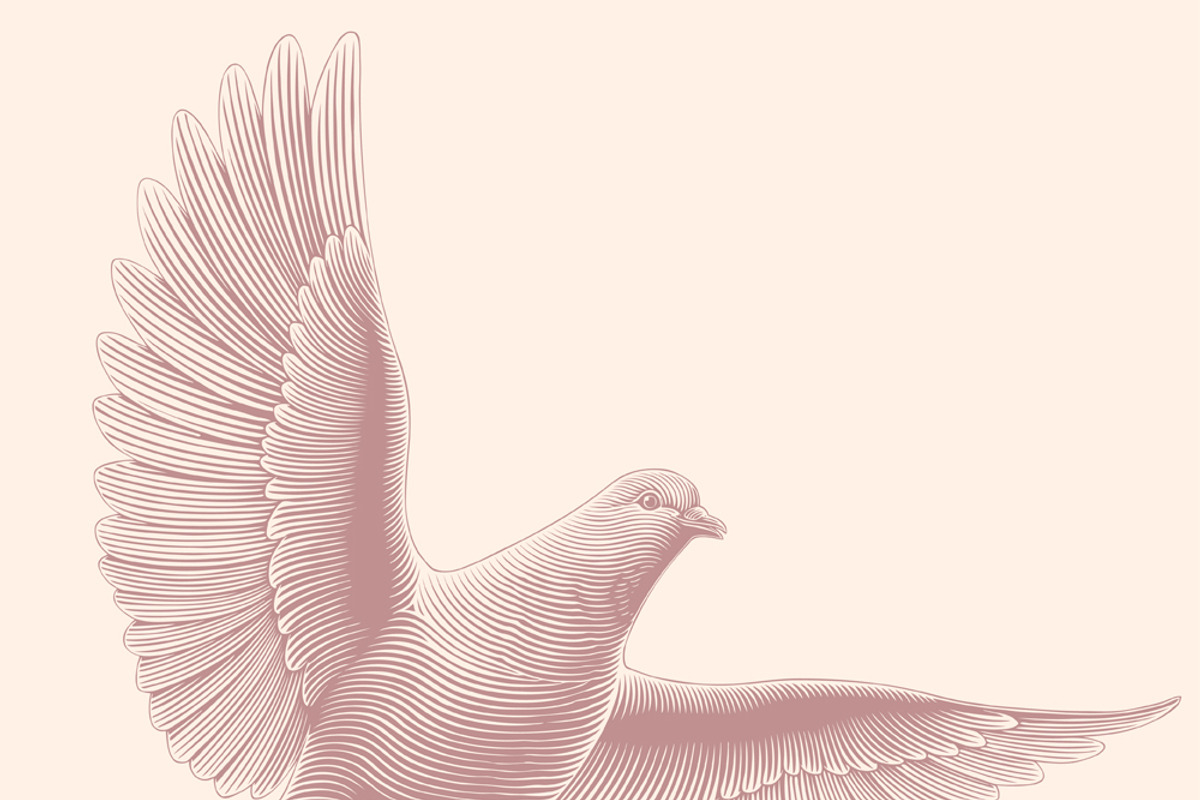 Design set Pigeons.Vector engraving, an Animal Illustration by Vector Engraving (Photo 4 of 4)