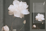 Carved Paper Texture Overlays, a Texture Graphic by Feelsoul (Thumbnail 7 of 31)
