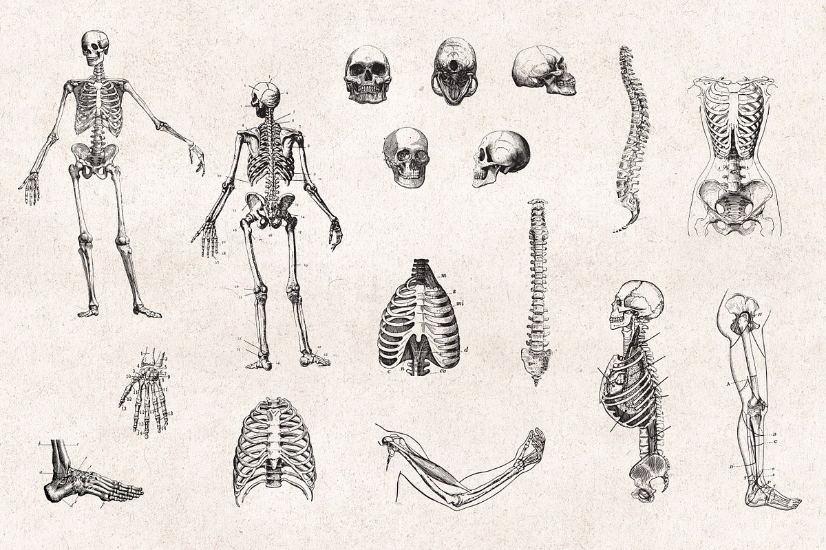 Anatomy Engravings Set, an Object Graphic by Graphic Goods (Photo 3 of 7)
