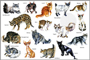 Pedigree Cats Watercolor Set, an Animal Illustration by FineArt (Thumbnail 5 of 9)