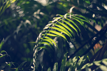 Palm tree leaf