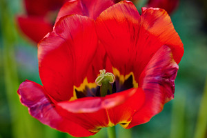 Red bloomed tulip, yellow pestle, sunny day, a Nature Photo by ndanko