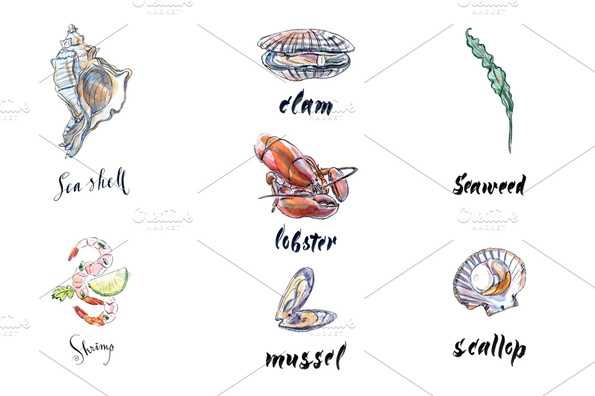 Watercolor shellfish set, an Animal Illustration by miminoshka (Photo 4 of 7)