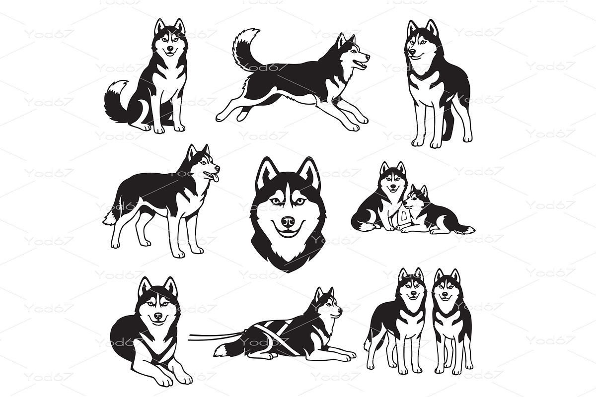Vector of Siberian Husky dog, Pet., an Animal Illustration by yod67