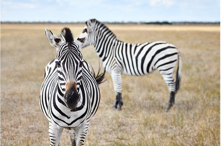Zebras in grasslands of steppes, an Animal Photo by Gladkov photography