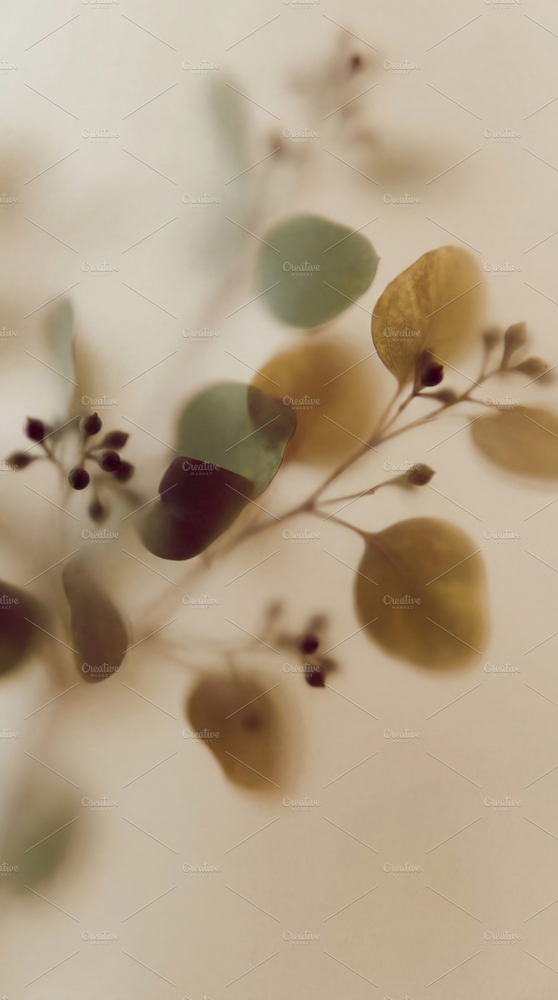 Minimalist Soft Focus Eucalyptus, a Nature Photo by Virgo Studio