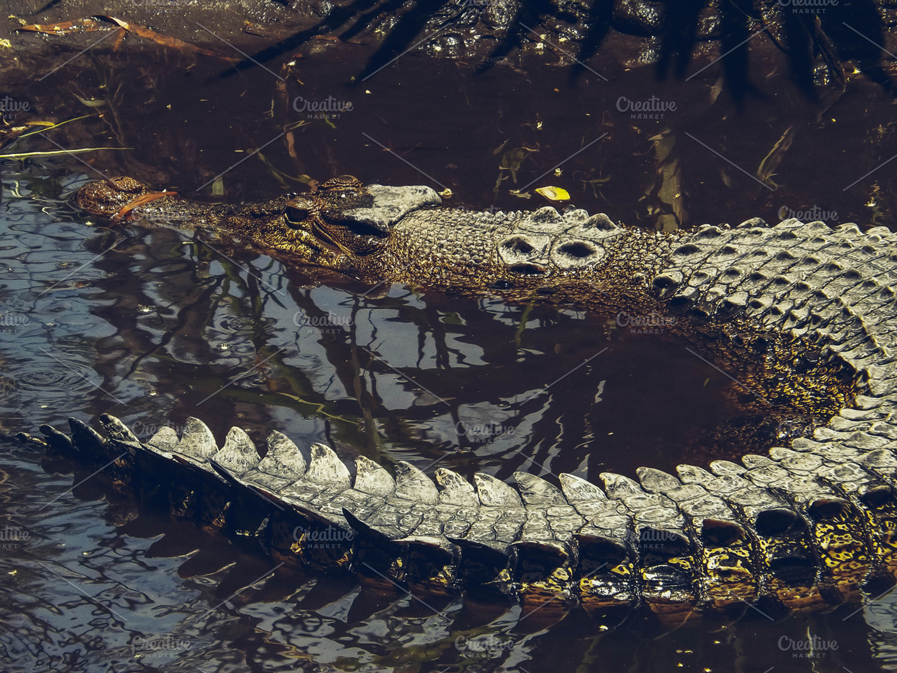 Swimming alligator stock photo containing crocodile and alligator, an Animal Photo by alyaphotoworks