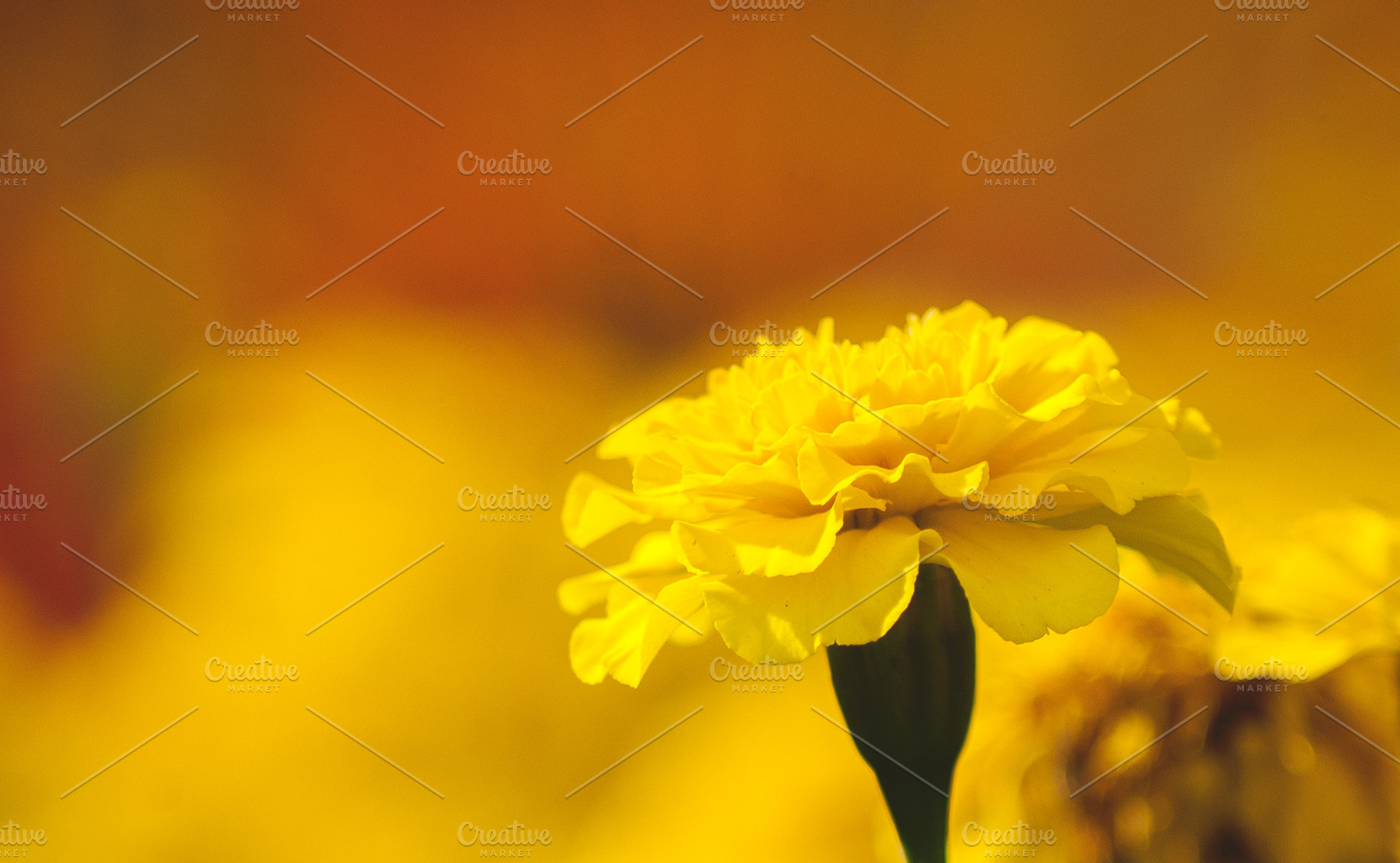 Yellow flower containing yellow, nature, and flower, a Nature Photo by Phots.