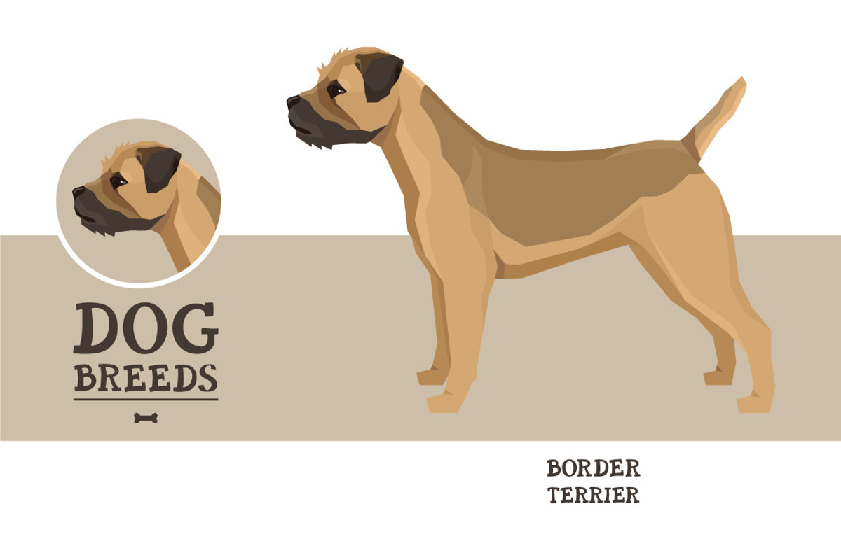 Dog breeds Border Terrier, an Object Graphic by Nenilkime (Photo 1 of 3)