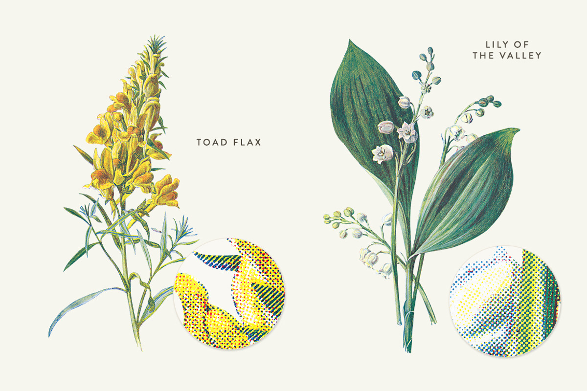 Vintage Flower Illustrations Bundle, an Illustration by Greta Ivy (Photo 47 of 62)