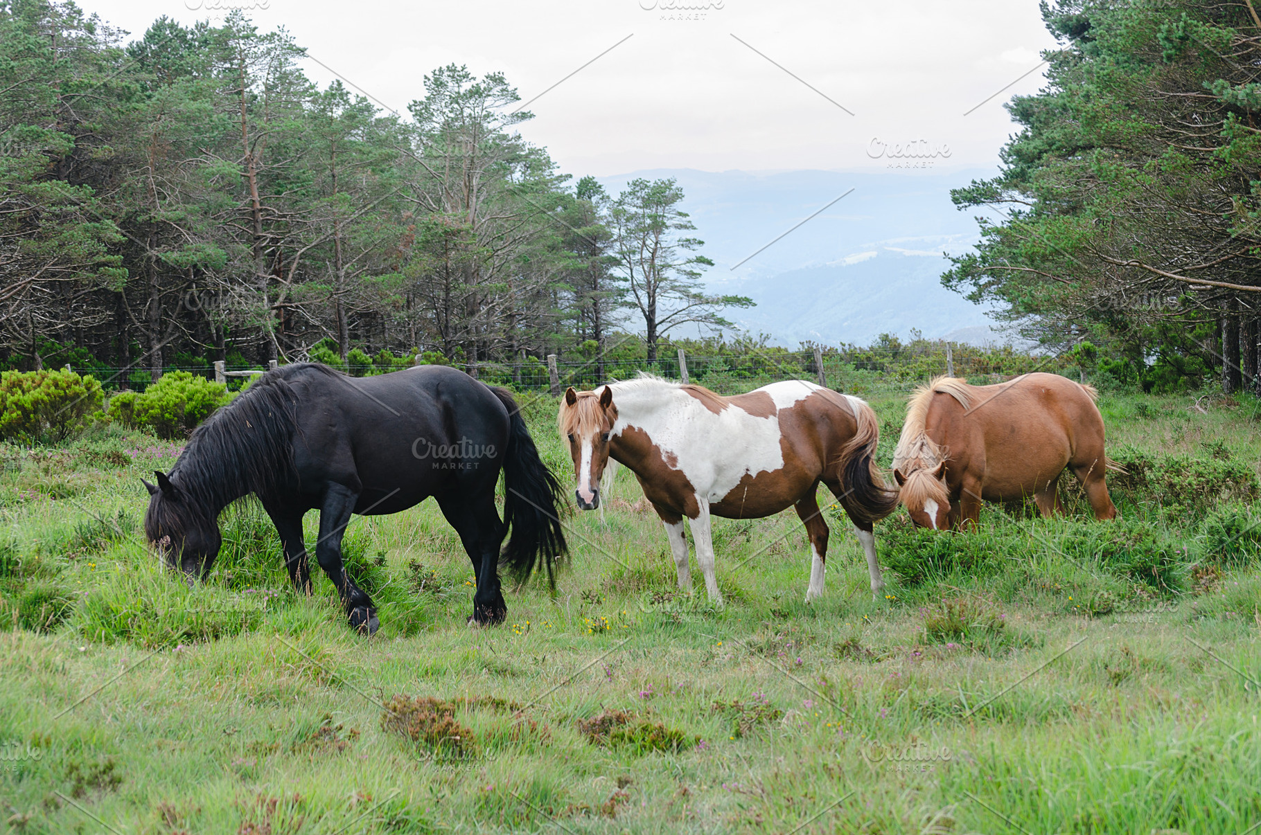 Wild black horse, an Animal Photo by Mineko
