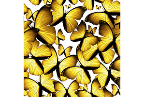 butterflies, an Animal Photo by BazziBa♥