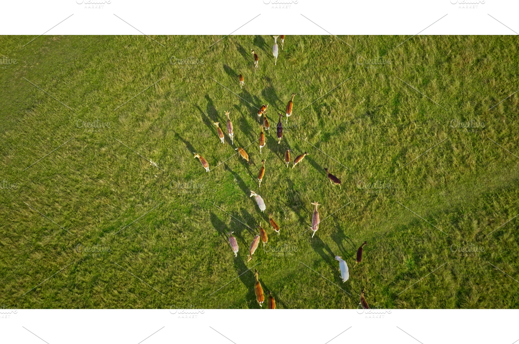 Herd of deer walking on green field, an Animal Photo by Goinyk