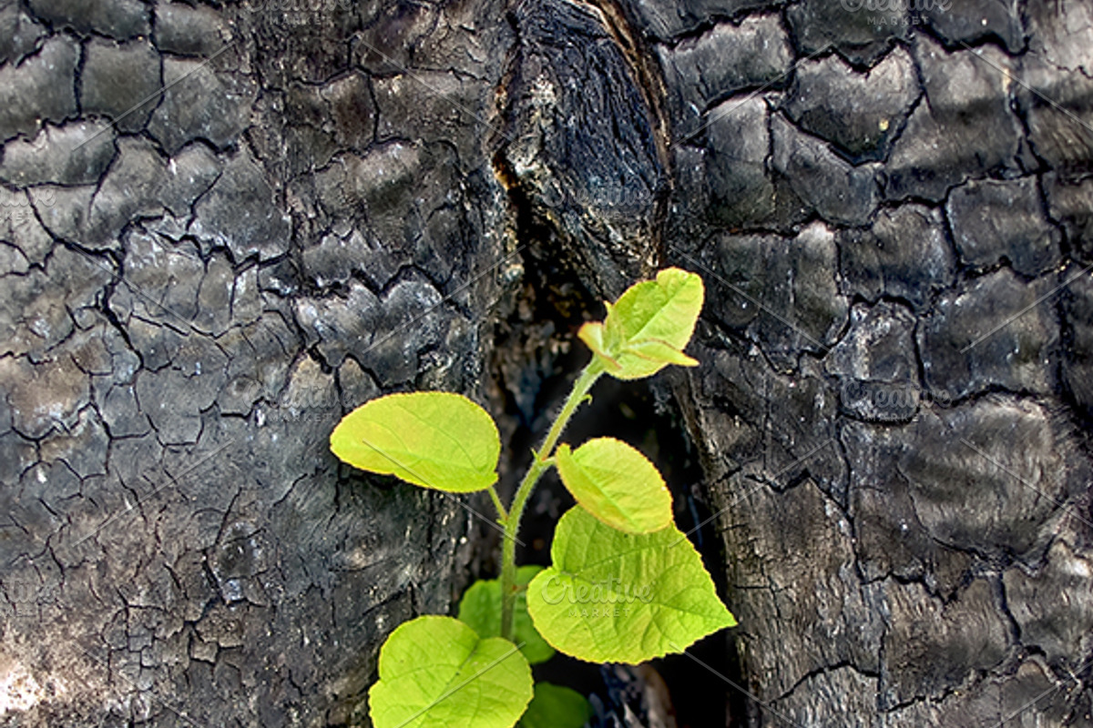 Flowers on the ashes, a Nature Photo by rezkrr (Photo 4 of 4)