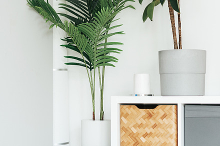 Space of home interior with beautiful house plants, a Nature Photo by Olena Rudo