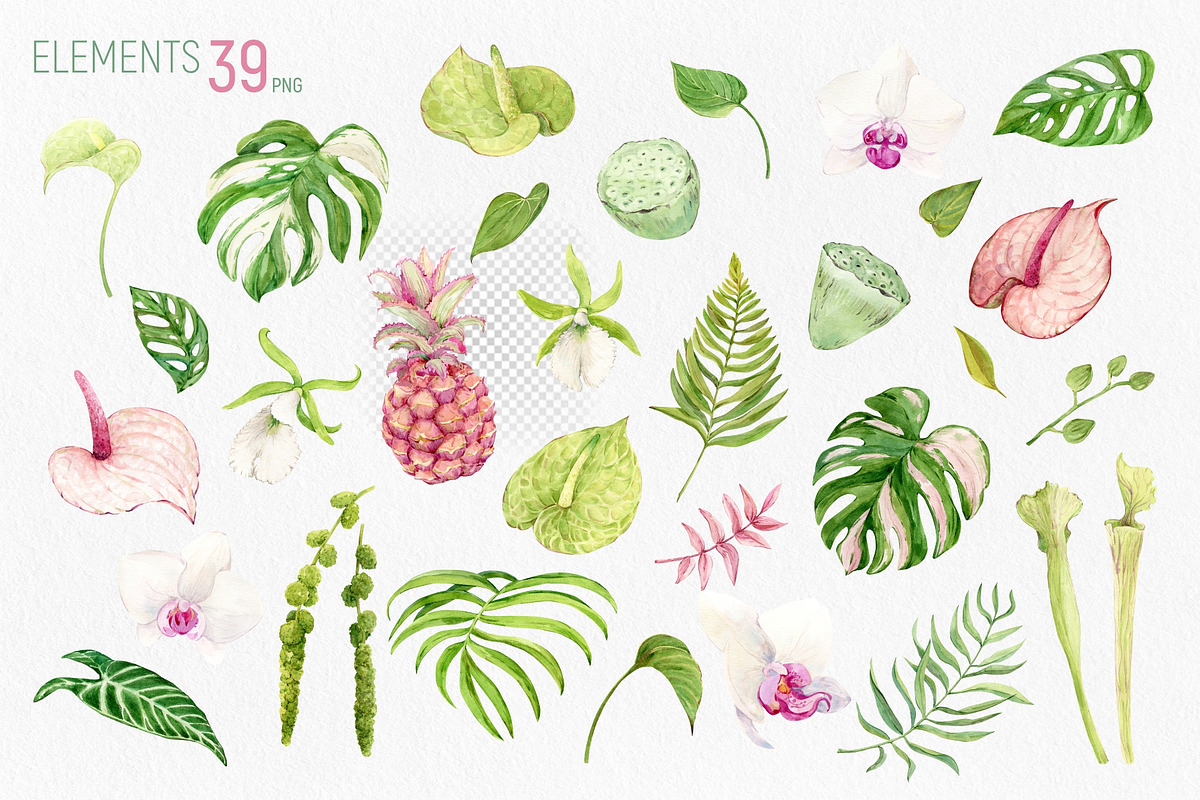 Tropical Flowers. Exotic flora set, an Illustration by Tata Pilip (Photo 20 of 21)