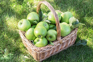 Apple harvest. Ripe green apples in the basket on the green gras, a Food & Drink Photo by Volff