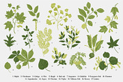 Leafy, a Decorative Illustration by olga.korneeva (Thumbnail 3 of 16)