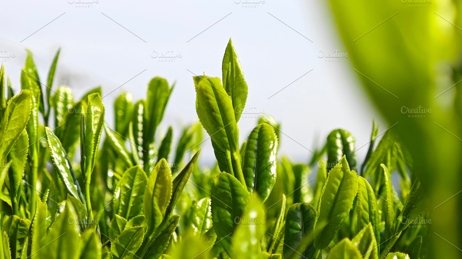 Fresh young tea leaves, symbolizing organic farming, natural ing, an Industrial Photo by salmon.black