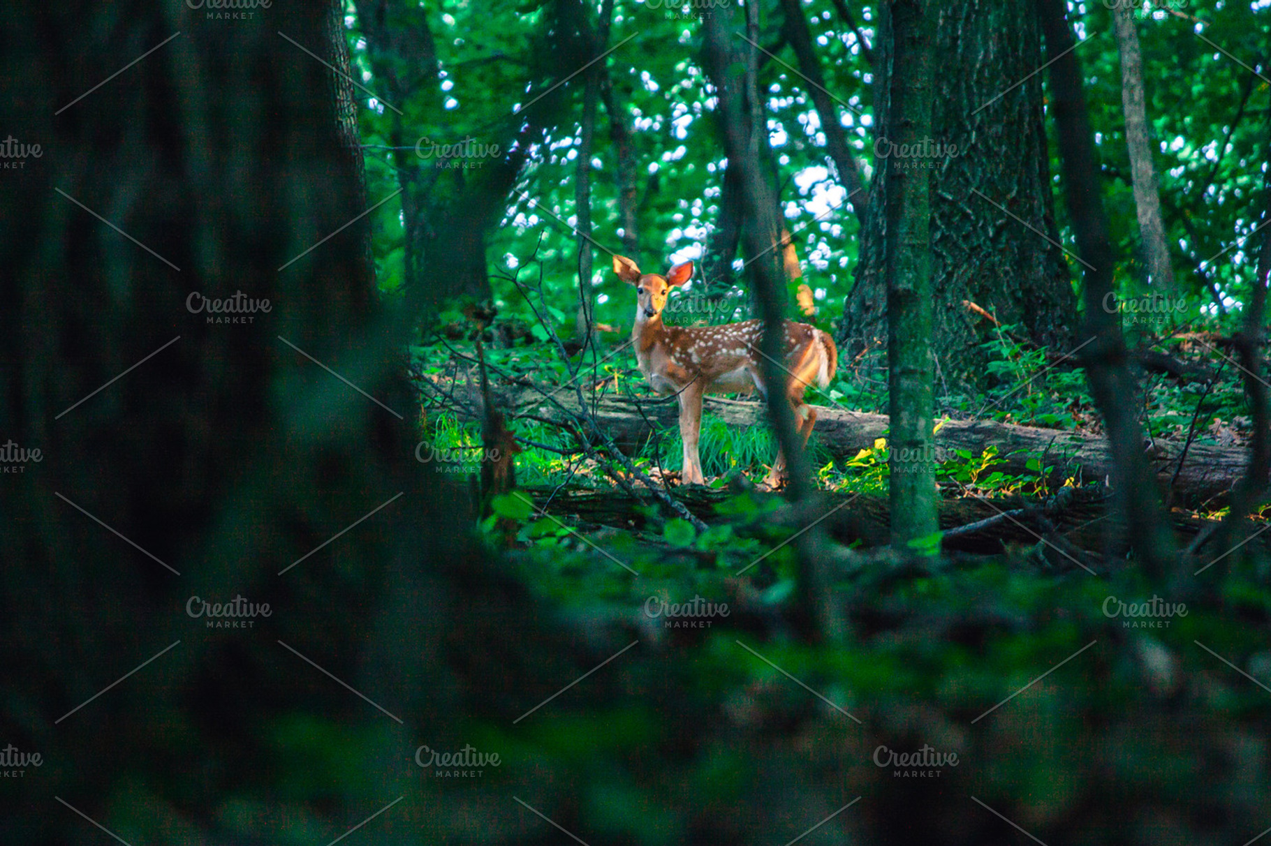 Flora and fauna featuring nature, natural, and forest, a Nature Photo by Taylor Cole