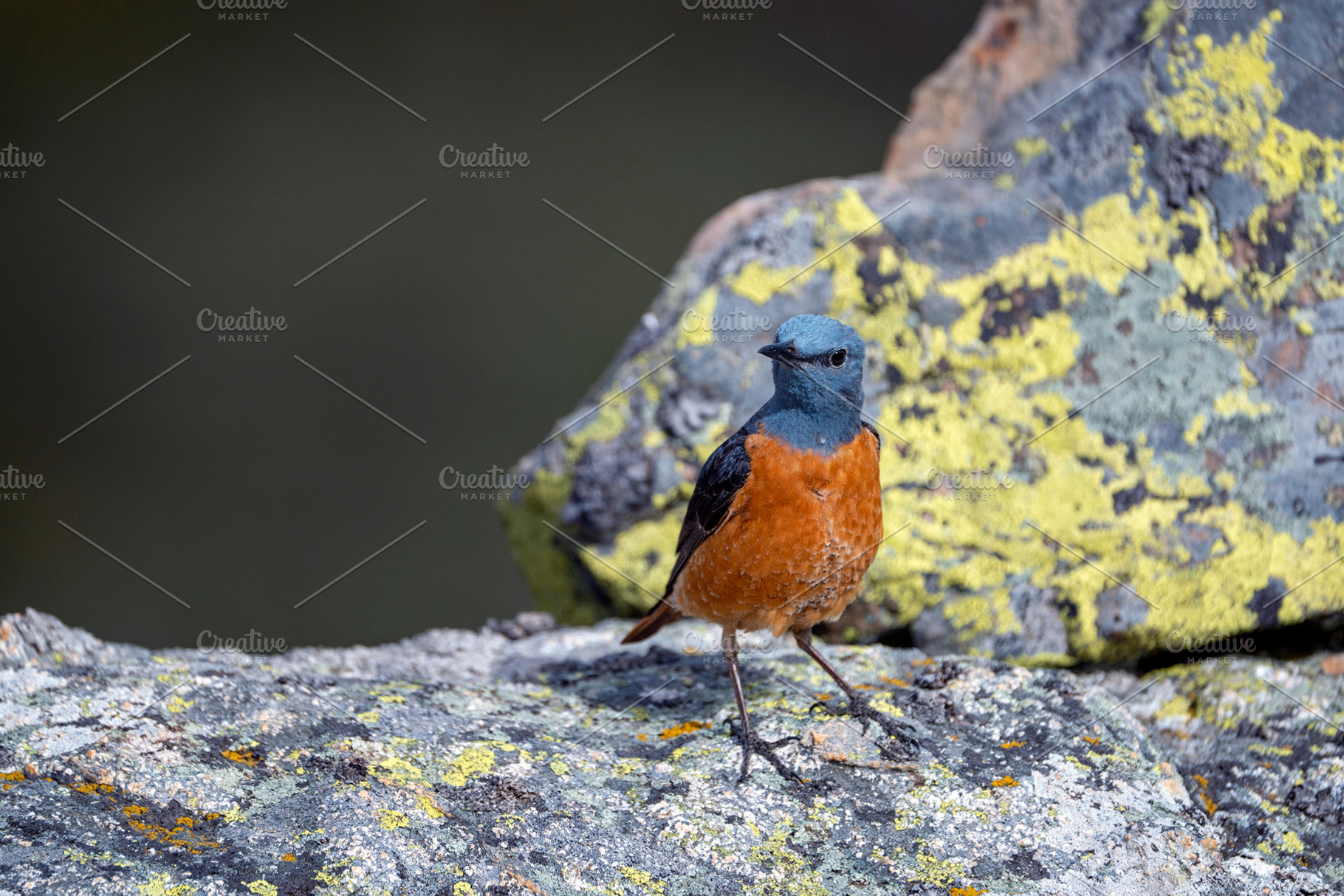 Male common rock thrush perched on a rock., an Animal Photo by CreativePhotoSpain