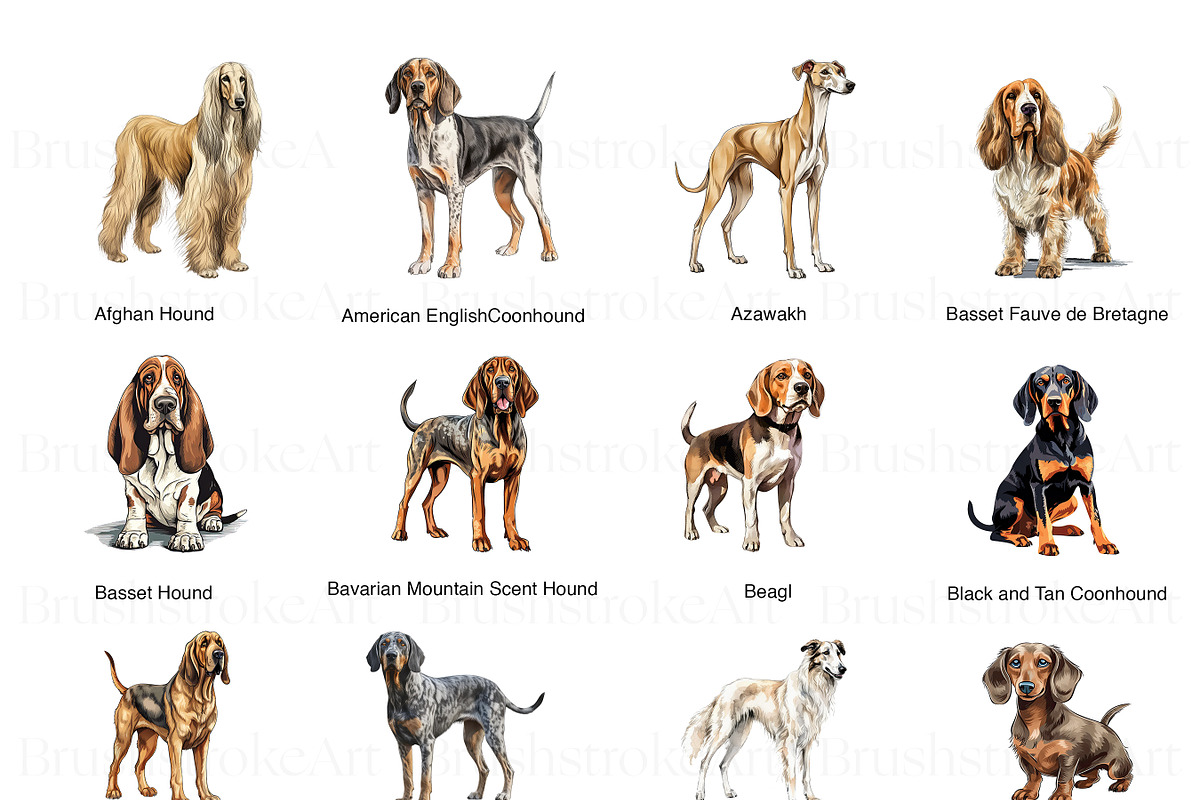 Coonhound Sporting Group Breeds Treeing Walker Coonhound Dog Breed Health  And Care PetMD, image size:1200x800
